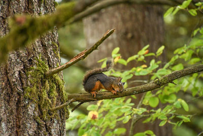 Close-up of squirrel on tree trunk