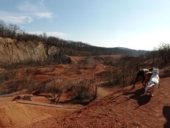 Man riding horse on landscape against sky