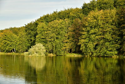 Scenic view of lake by trees in forest against sky