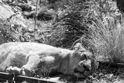 View of a cat resting on field