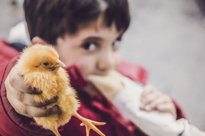 Close-up portrait of a boy holding bird