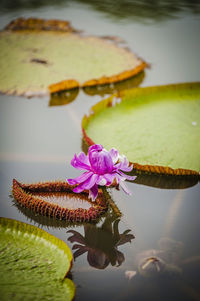 Close-up of flowers