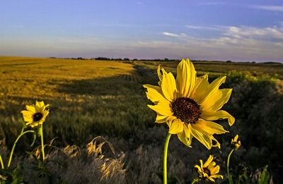 Close-up of sunflower blooming in field