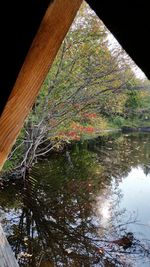 Low angle view of tree by lake against sky