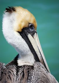 Close-up of pelican