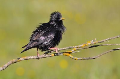 Close-up of bird perching on branch