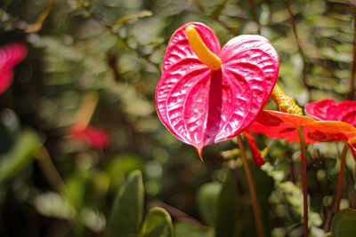 Close-up of red flowering plant