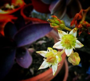 Close-up of yellow flower