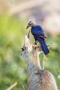 Close-up of birds perching