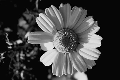 Close-up of flower blooming outdoors