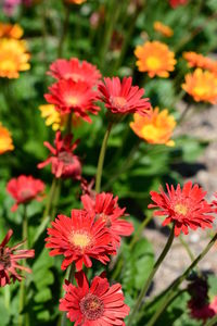 Close-up of red flowering plants