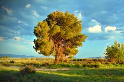 Tree on landscape against sky