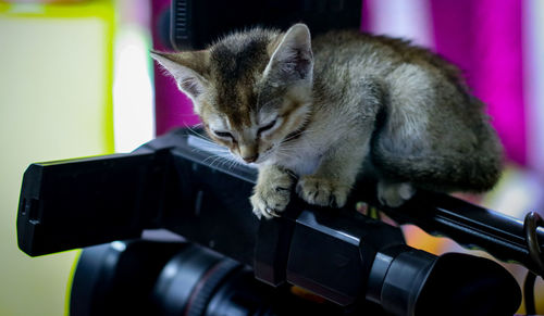 Close-up of a cat looking away