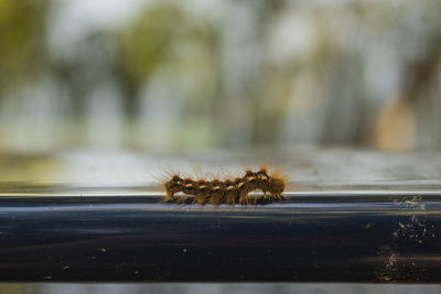 Close-up of spider on table