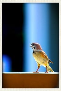 Close-up of bird perching on wall