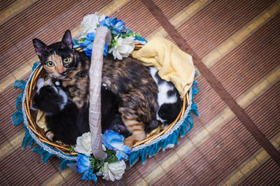 High angle view of cats in decorated basket