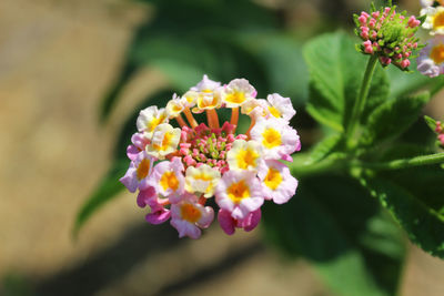 Close-up of flowering plant