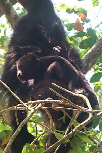 Low angle view of monkey on tree