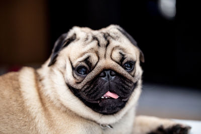 Close-up portrait of dog