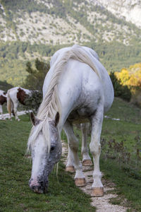 Horse grazing on field