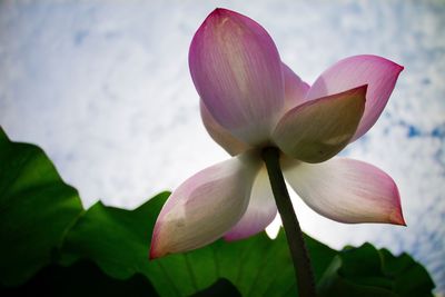 Close-up of frangipani blooming against sky