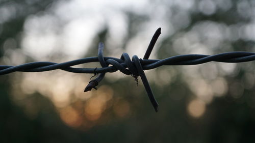 Close-up of wet barbed wire