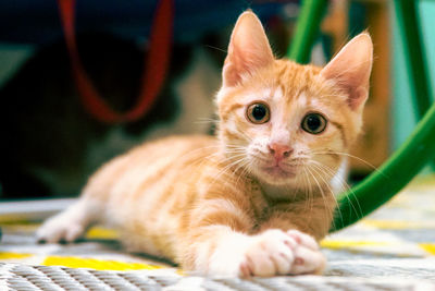 Portrait of cat lying down