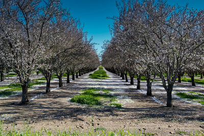 Trees in park against sky