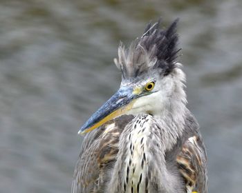 Close-up of egret