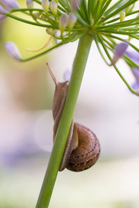 Close-up of snail on plant
