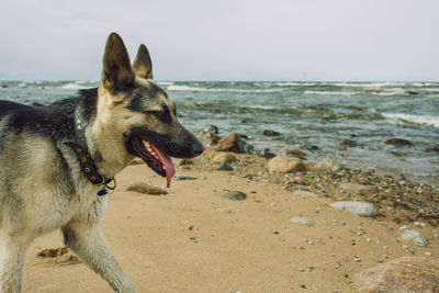 Dog on beach