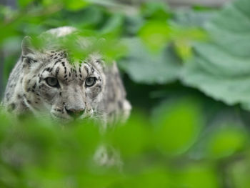 Close-up of white bengal tiger behind leaves