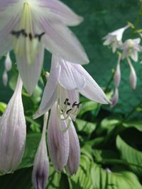 Close-up of white flowers blooming outdoors