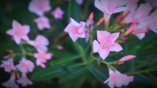 Close-up of pink flowering plant