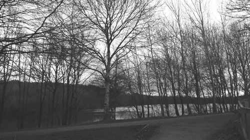 Bare trees against sky