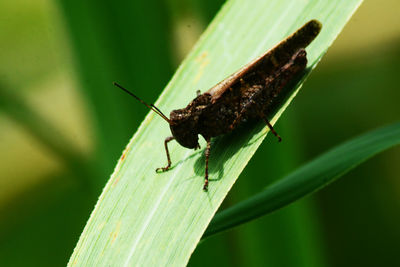 Close-up of insect on leaf