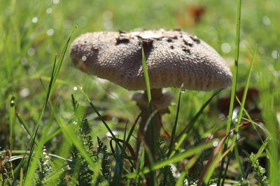 Close-up of mushroom growing on field