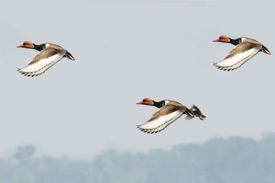 Low angle view of birds flying in the sky