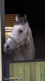 Close-up of horse in stable