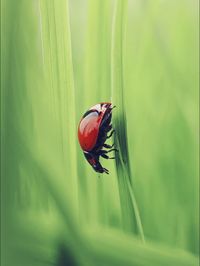 Close-up of insect on red flower