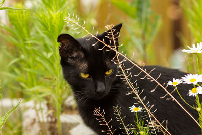 Close-up of black cat on plant