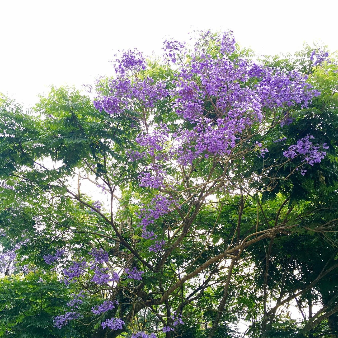 growth, tree, flower, beauty in nature, freshness, nature, low angle view, branch, green color, fragility, purple, clear sky, tranquility, blossom, blooming, in bloom, pink color, plant, leaf, blue