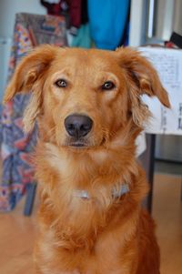 Close-up portrait of dog