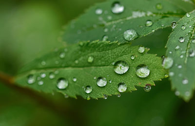 Close-up of water drops on leaf