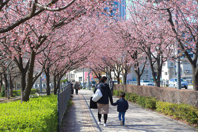 Rear view of woman walking on cherry blossom