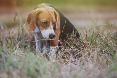 Dog looking away on field