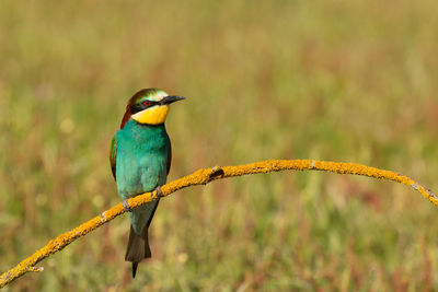 Close-up of bird perching on branch