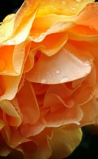 Close-up of yellow flowers