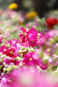 Close-up of pink flowers