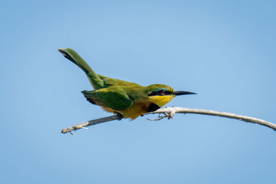 Little bee-eater crouches on branch with catchlight
